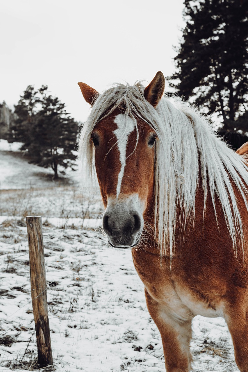 horse, pony, braid, mane, mammal, animal, winter, horse's muzzle, horse bane, equine, meadow, winter season, frost, horse, horse, horse, horse, horse, winter, nature, winter, winter-8414296.jpg